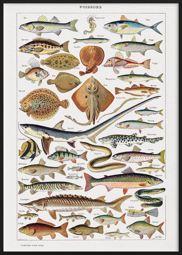cartel Küche design für die Poster Die - Fische